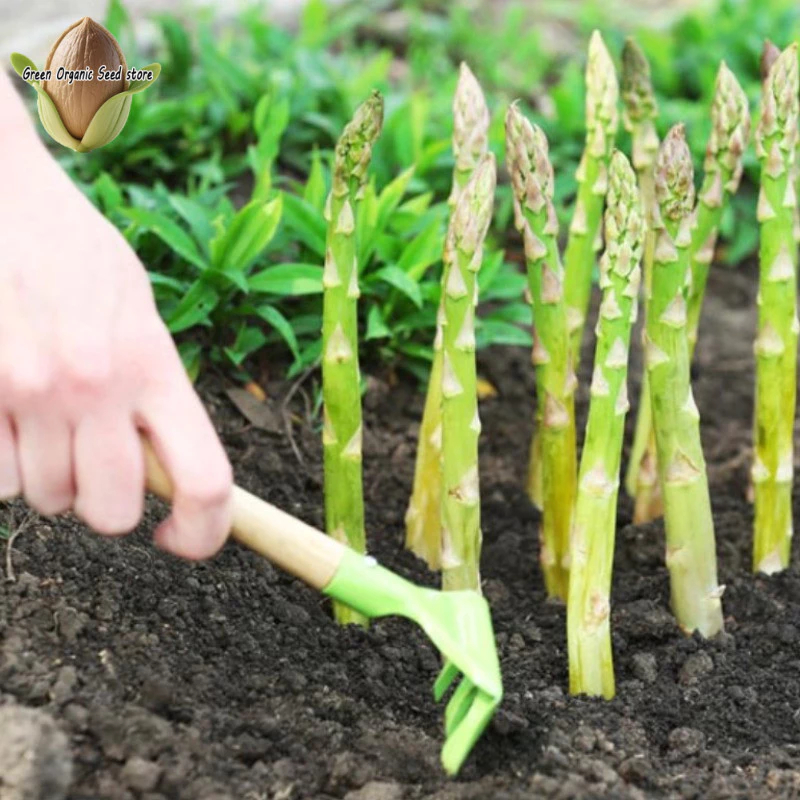 เมล็ดหน่อไม้ฝรั่ง (10 เมล็ด/แพ็ค) Asparagus Seeds Organic Vegetable Seeds