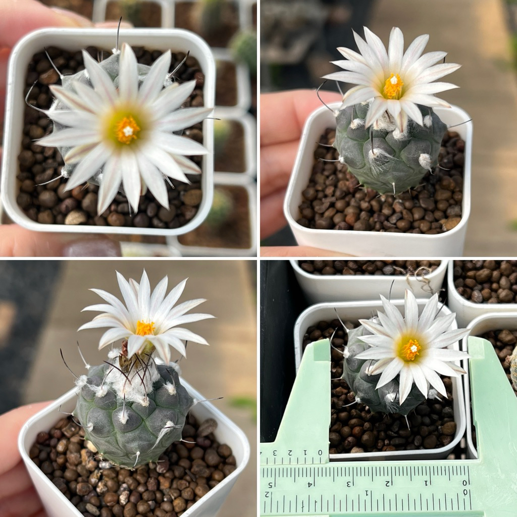 Turbinicarpus: เทอบินิคาปัส แคคตัส กระบองเพชร