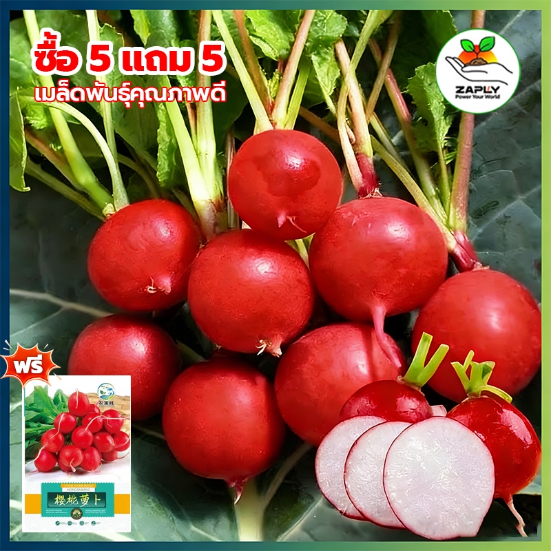 เมล็ดพันธุ์ แรดิชเชอรี่ เบลล์ Cherry Belle Radish Seed 300 เมล็ด คุณภาพดี ราคาถูก ของแท้ 100%【ซื้อ 5 แถม 5 ฟรี】