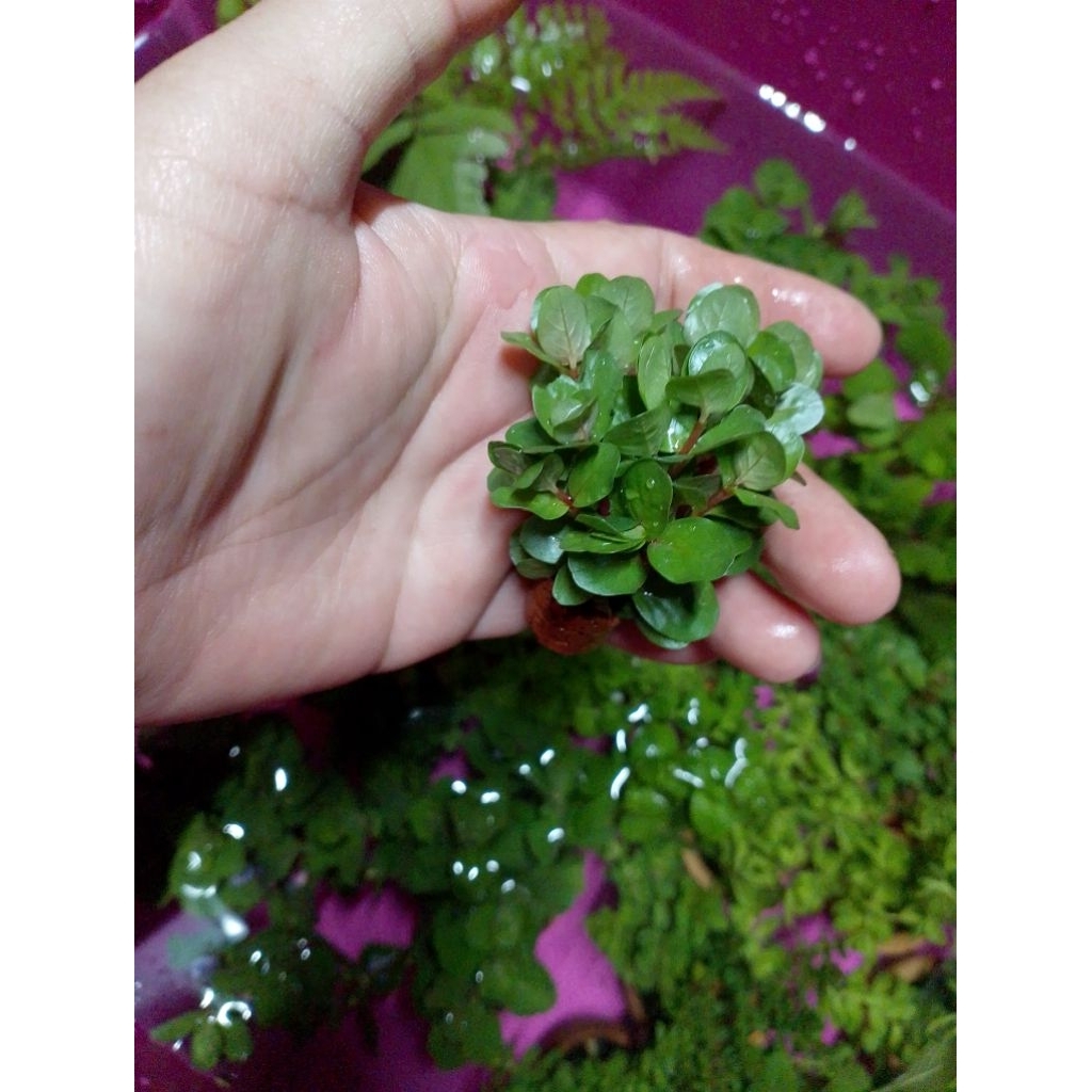 พืชไม้น้ำเกล็ดหอยแดงดิบจิ๋วสำหรับตู้ปลาอ่างปลาน้อยสวยงาม - รูปที่ 3