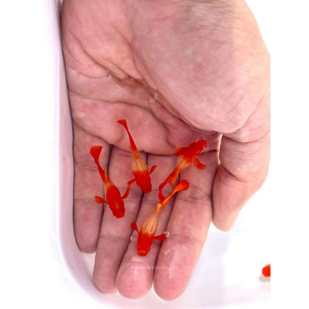 หางนกยูงคัดเกรด จักรพรรดิตู้ปลา คาฟจิ๋ว หรือ ตันโจจิ๋ว🔴⚪โค่ยเรดเอีย Koi Red Ear เกรดA ความหายาก (⭐⭐⭐⭐) พร้อมส่ง ส่งไว