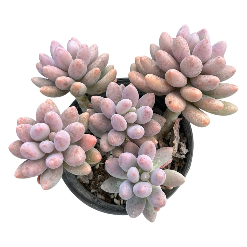Echeveria Pink Lovers (ฟอร์มล้นกระถาง)กุหลาบหินไม้อวบน้ำขนาดหน้าดอก 5-6 นิ้ว ส่วแบบถอดกระถาง