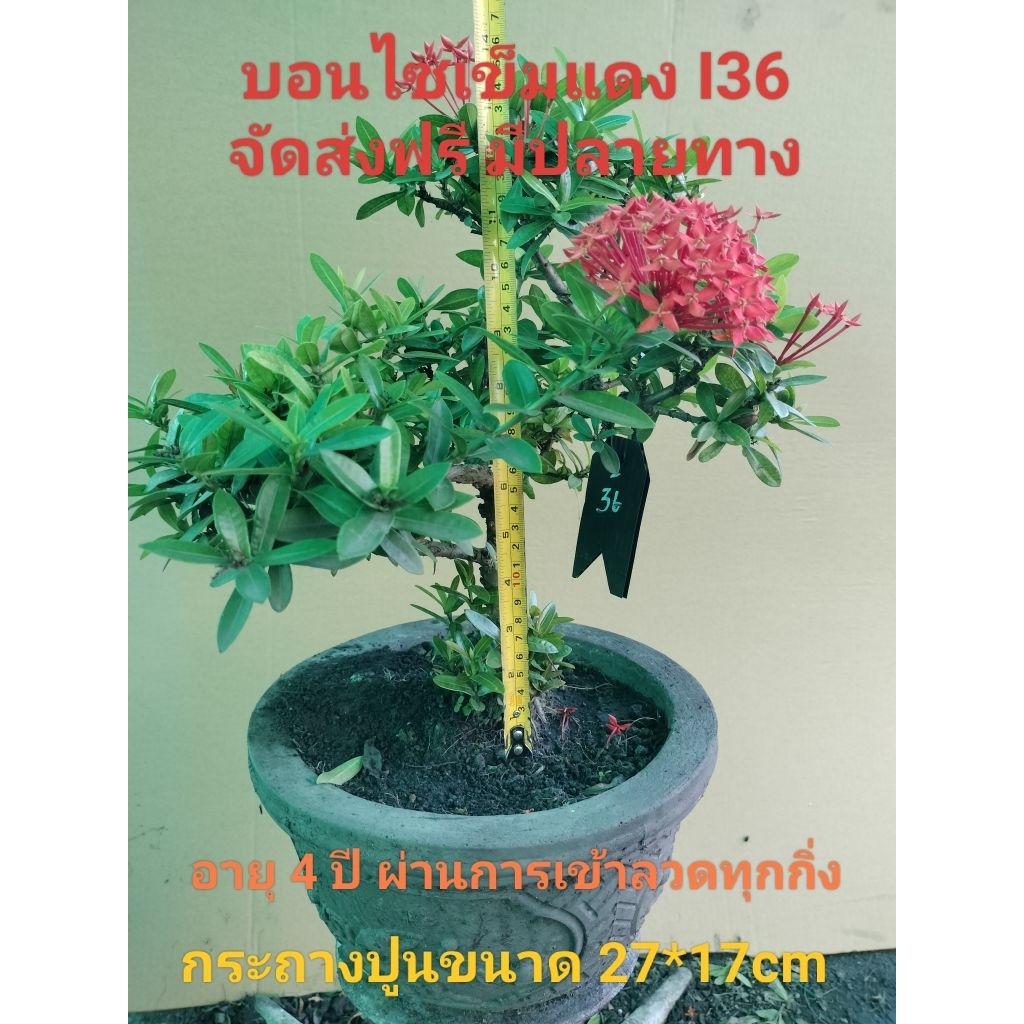 บอนไซเข็มแดง I36 (Ixora)