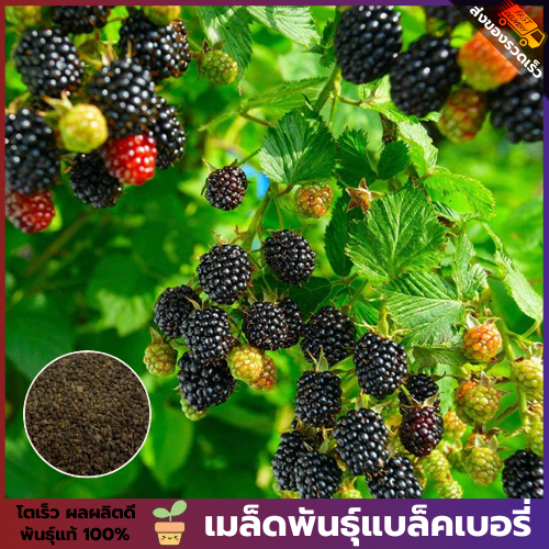 เมล็ดพันธุ์ แบล็คเบอรี่ ซองละ 100 เมล็ด เมล็ดพันธุ์แท้ คัดพิเศษทุกเมล็ด