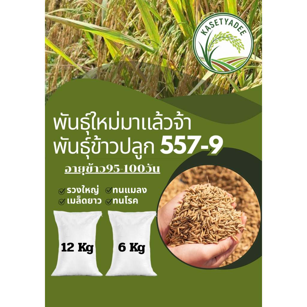 พันธุ์ข้าวปลูก 557-9 ข้าวพื้นแข็งที่ให้ผลผลิตสูง  มีอายุเก็บเกี่ยวประมาณ 95-100 วัน