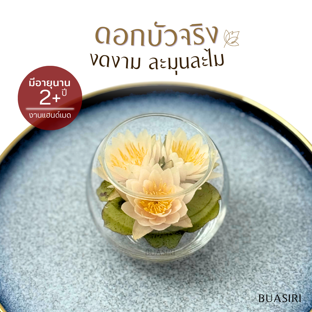 ดอกบัวจริง 100% ในโหลแก้ว | มีอายุนาน 2 ปี ขึ้นไป (ทรง:กลมเล็ก) เหมาะกับบูชาบนหิ้งพระ | ดอกไม้ไหว้พระ ดอกไม้บูชาพระ
