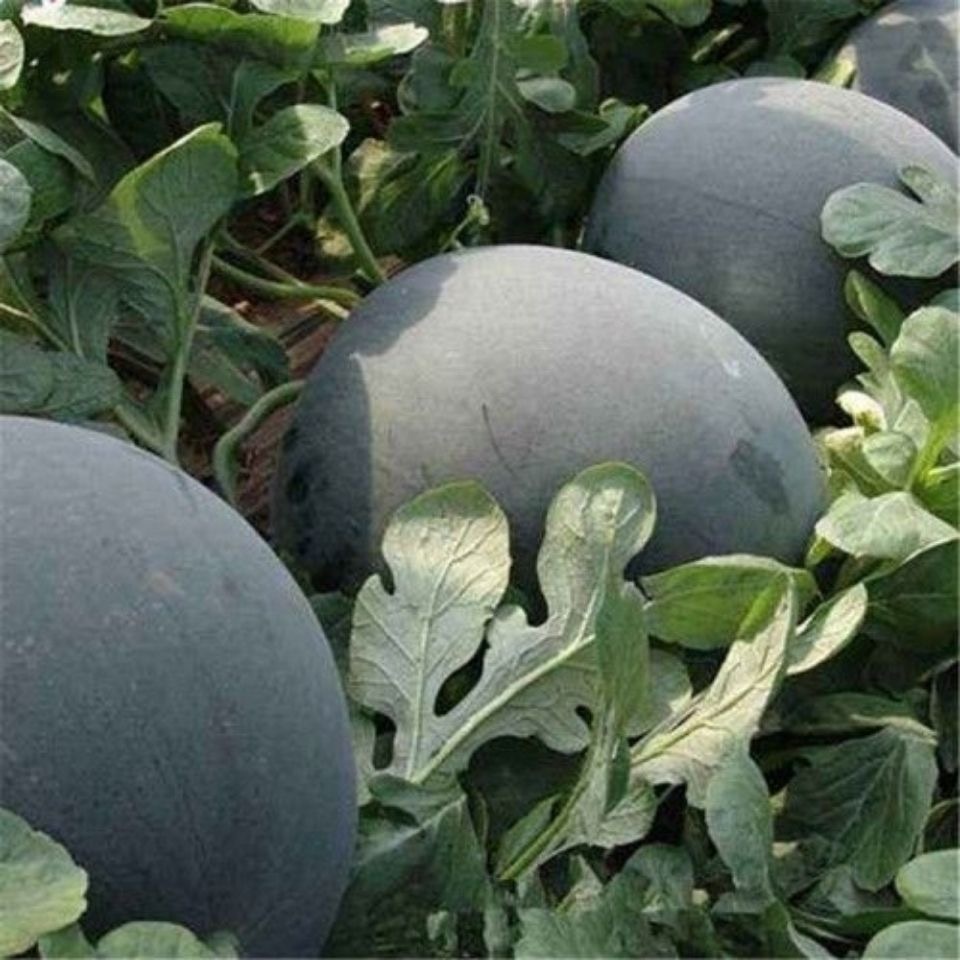เมล็ดพันธุ์แตงโม (Watermelon Seeds for Planting)10เมล็ด/แพ็ค F1 เมล็ดพันธุ์ผัก Easy to grow – โปรปัง