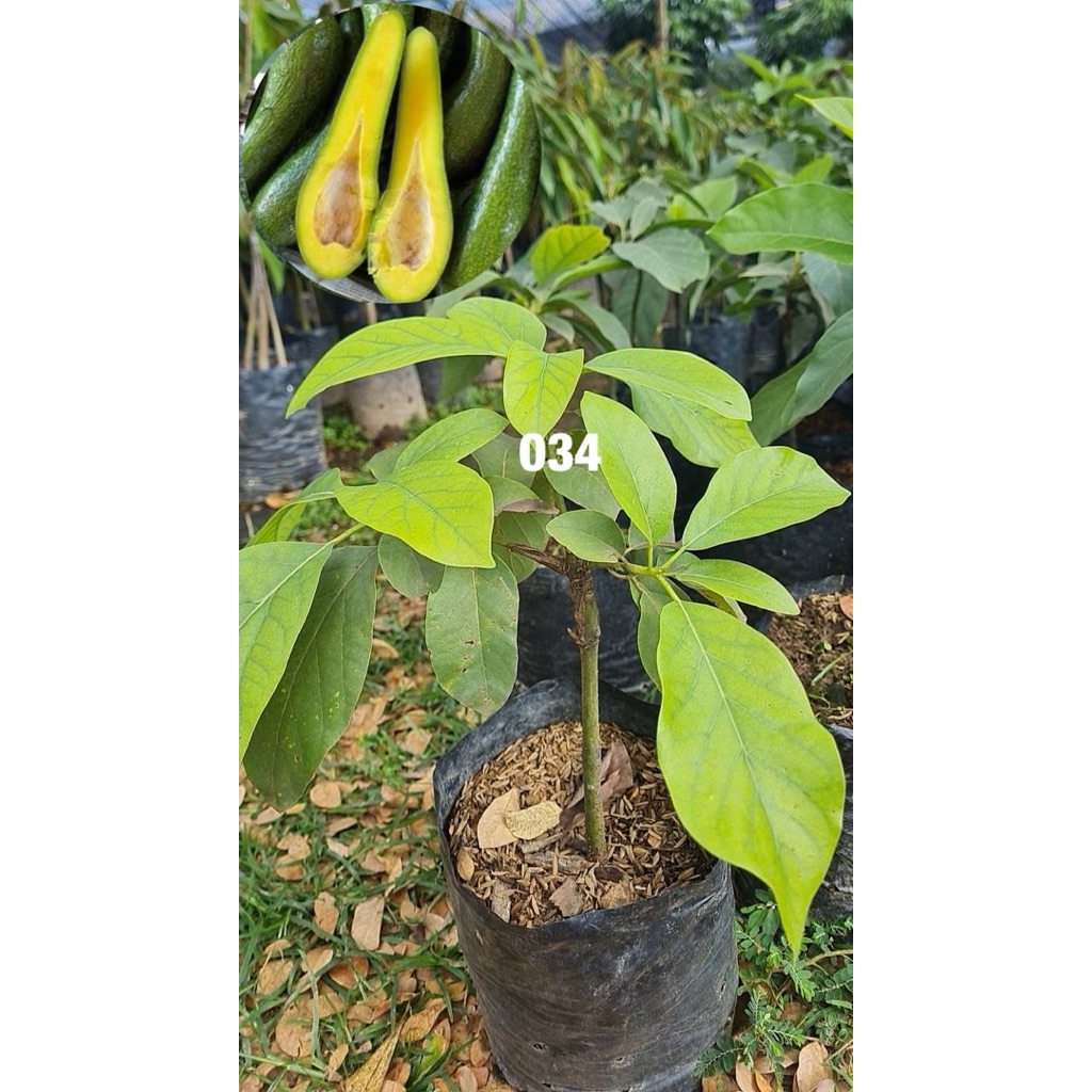 อโวคาโด สายพันธ์ 034 เสียบยอด