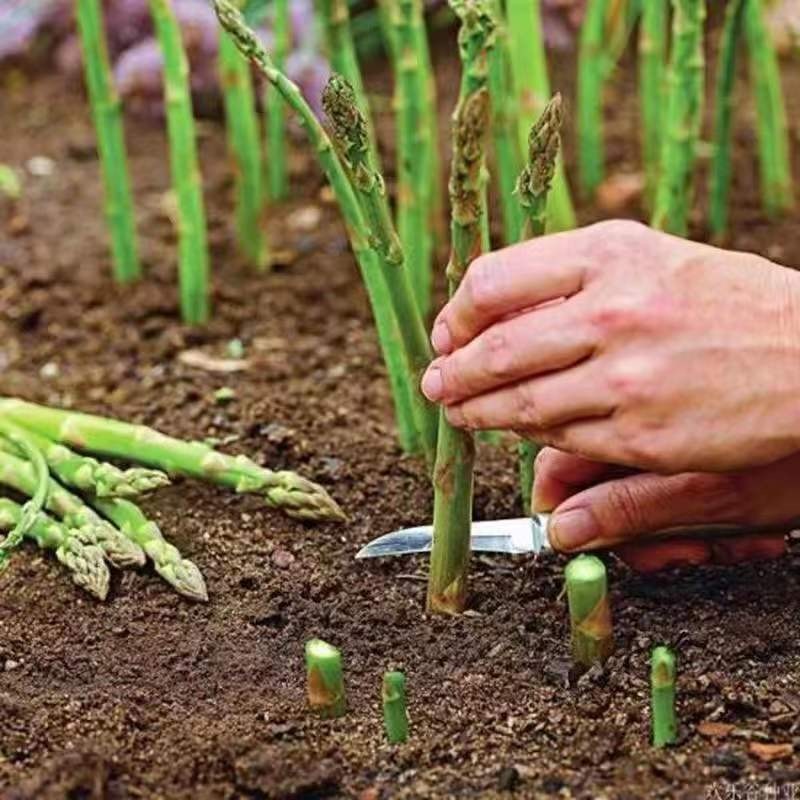 Asparagus Seeds เมล็ดหน่อไม้ฝรั่ง / หน่อไม้ฝรั่งม่วง / หน่อไม้ฝรั่งขาว / หน่อไม้ฝรั่ง Asparagus Seeds(10seeds) ราคา ถูกที่สุด ดีลบีเคเค แกลเลอรีภาพที่ 7