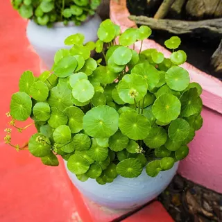 เมล็ดพันธุ์ใบบัวบก บรรจุ 100 เมล็ด