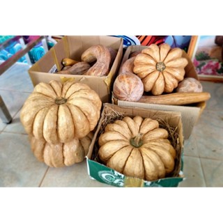 เมล็ดพันธุ์ฟักทองไข่มันลืมผัว 25 เมล็ด