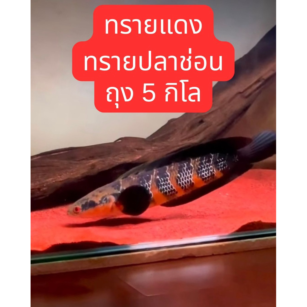ถุง 5 โล ทรายแดง ทรายปลาช่อน ทรายนำเข้า ทรายเม็ดละเอียด 0.5-1 มิล เป็นแพคถุงสำเร็จแบรนด์จีน 5 กิโลกรัม