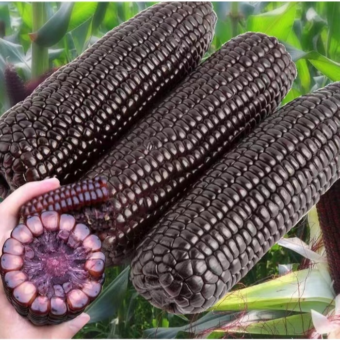 เมล็ดข้าวโพดม่วง Purple Corn Seeds ตราภูเขาทอง เมล็ดพันธุ์ข้าวโพดม่วง เมล็ดข้าวโพดสีม่วง เมล็ดข้าวโพด (10Seeds)