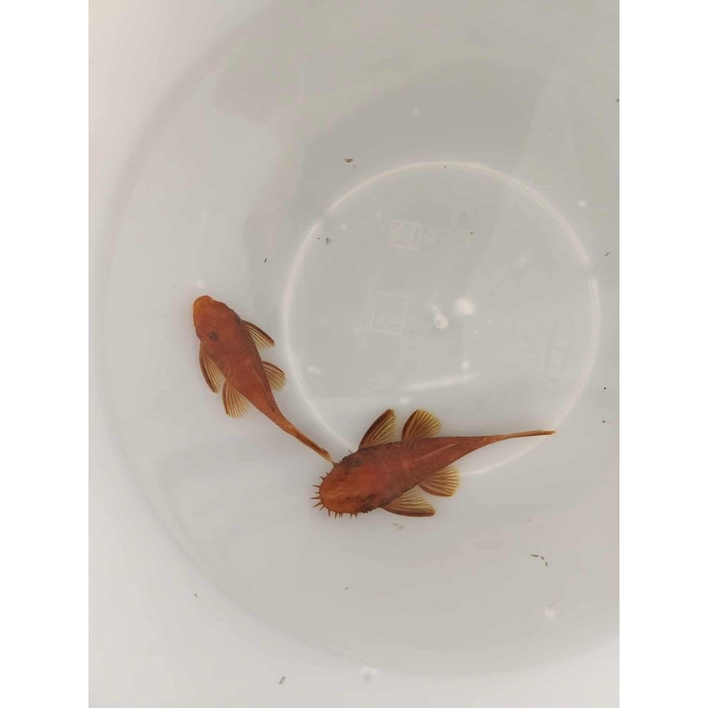 [จัดส่ง2-3วัน]อาหารสำหรับปลาซัคเกอร์L144 Super red 2.5นิ้ว1คู่(ผู้เมีย)