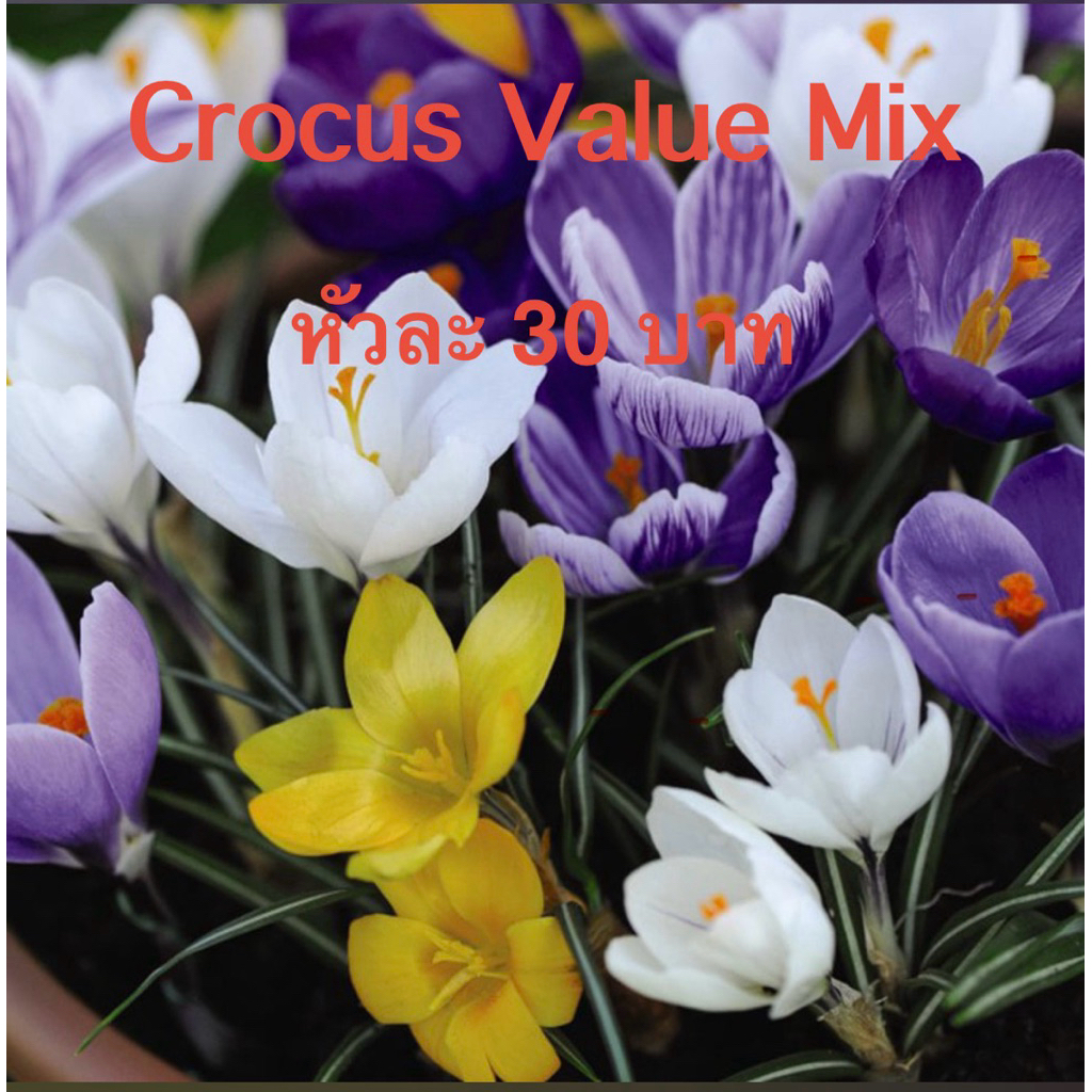 หัวดอกไม้นำเข้าจากอังกฤษมี Anemone,Crocus – โปรปัง