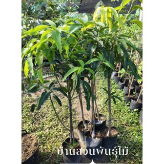 ต้นมะม่วง พันธุ์ยายกล่ำ ต้นทาบกิ่ง สูง 1.3-1.5 เมตร
