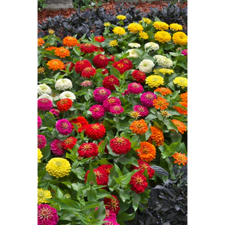 Zinnia Flower Seeds เมล็ดพันธุ์ดอกบานชื่น กลีบซ้อน คละสี 100เมล็ด Zinnia ต้นบานชื่นหลากสี