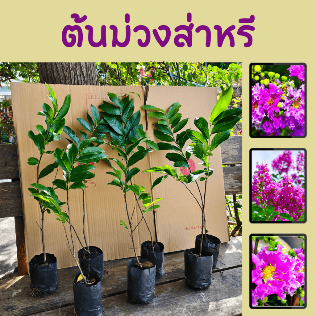 ต้นม่วงส่าหรี( โปร 3 ต้น 100) ต้นสูง 15-30 ซม. ดอกสีม่วง ทนแล้งเลี้ยงง่าย ช่อดอกใหญ่ ออกดอกดก