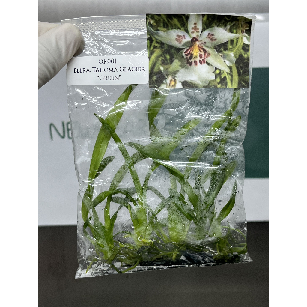 ไม้เนื้อเยื่อ: กล้วยไม้บีลลารา: Beallara Tahoma Glacier "Green" Tissue Culture (5 plants/bag)