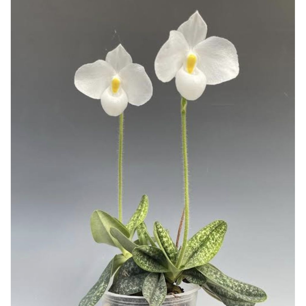 Paph.delenatii alba..ไซส์นี้เป็นไซส์ขนาดกระถาง 4นิ้ว