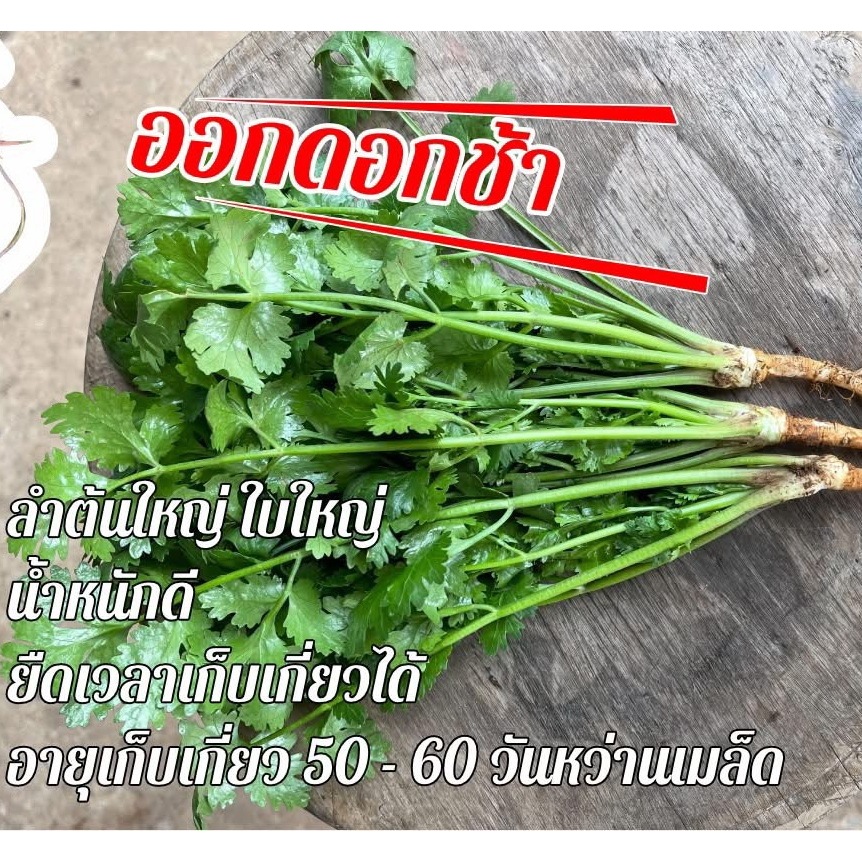 ผักชีฉัตรทิพย์ 300 กรัม กอใหญ่ น้ำหนักดี ใบหนา ออกดอกช้า รูปที่ 3
