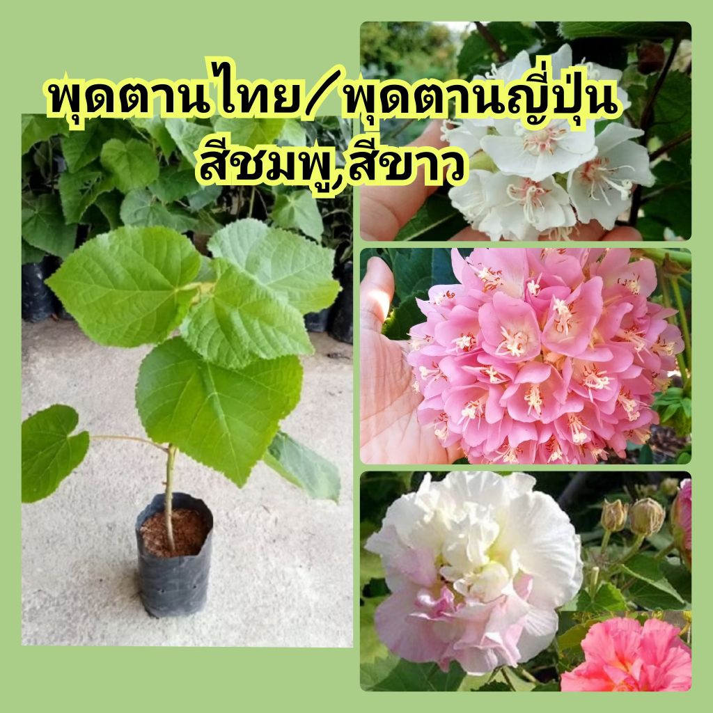 ต้นพุดตานไทย/พุดตานญี่ปุ่นสีชมพู/ขาว/พุดตานฮาวาย🌿แบบปักชำสูง40-60ซม.พร้อมส่งต้นแข็งแรง
