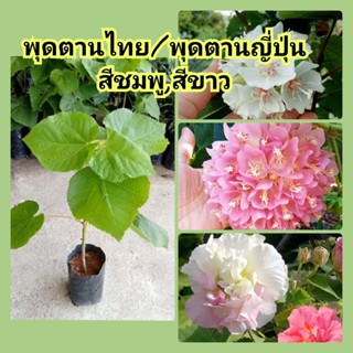 ต้นพุดตานไทย/พุดตานญี่ปุ่นสีชมพู/ขาว/พุดตานฮาวาย🌿แบบปักชำสูง…