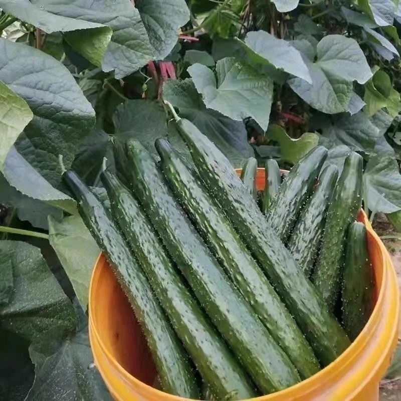 เมล็ดแตงกวาญี่ปุ่น เมล็ดพันธุ์แตงกวา High Yield Japan Cucumber Seeds for Sale (30 Pcs/pack) Green Cucumber Seeds Long - รูปที่ 5