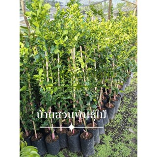 ต้นมะกรูดหอม มะกรูดตัดใบ ต้นทาบกิ่ง สูง 100-120 ซม.