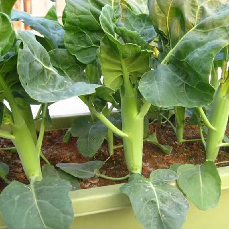 พืชผัก (300เมล็ด) Green Choy Sum Seeds คะน้าฮ่องกง การปลูกแบบมีประสิทธิภาพสูง เมล็ดพันธุ์งอกเร็ว - รูปที่ 6