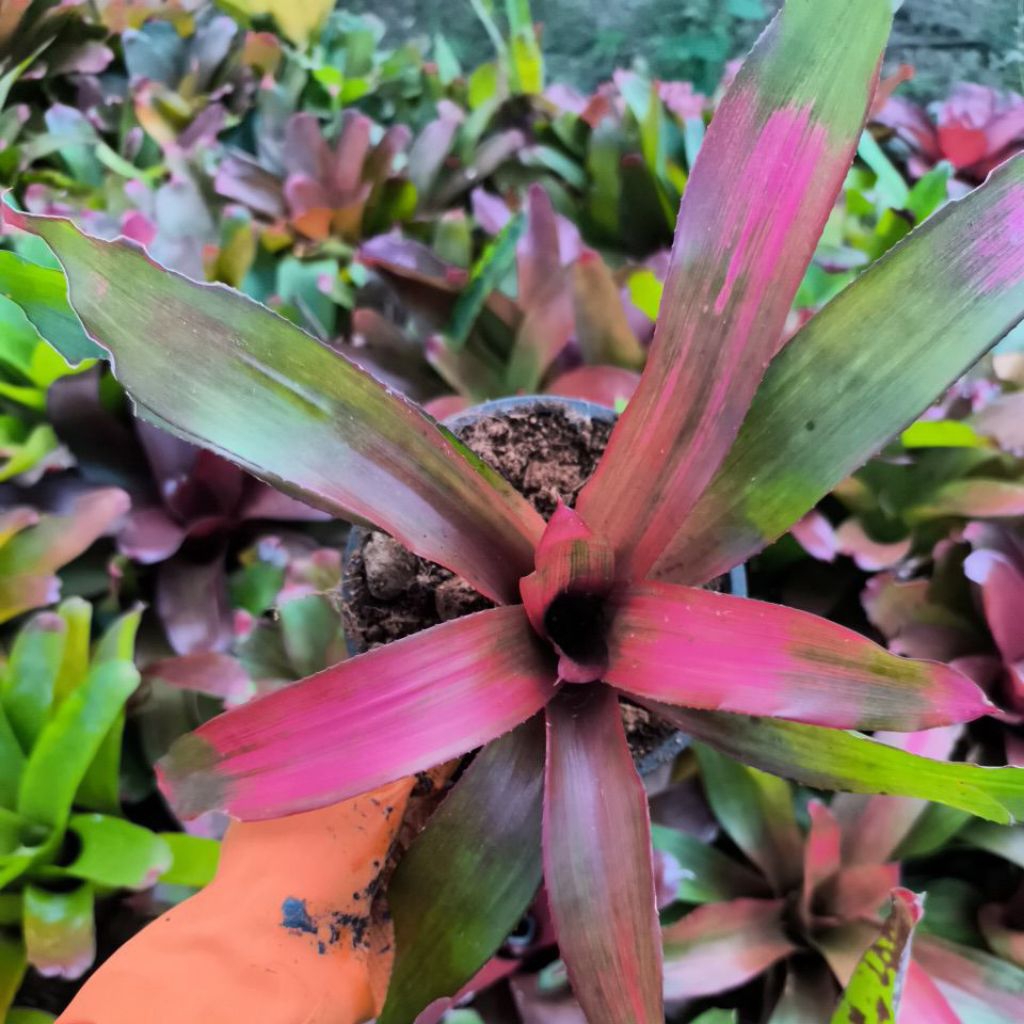 สัปปะรสสีNeoregelia 'Fireball'
