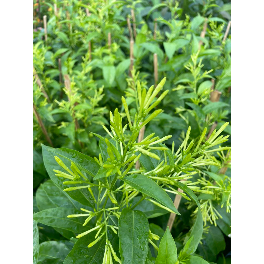 ต้นราตรี (Cestrum nocturnum) ดอกหอมมาก กระถาง11”