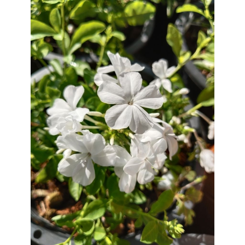 ต้นพยับหมอกสีขาว White Plumbago 

