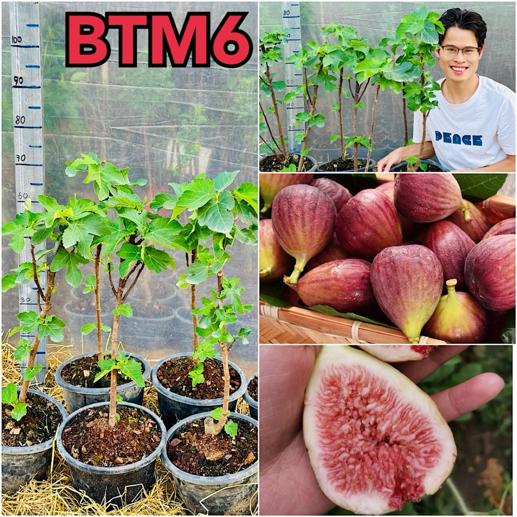 ต้นมะเดื่อฝรั่งสายพันธุ์ BTM6, ต้นฟิกสายพันธุ์ BTM6 สูง 60-70 ซม. ต้นมะเดื่อฝรั่งแข็งแรง พร้อมปลูก