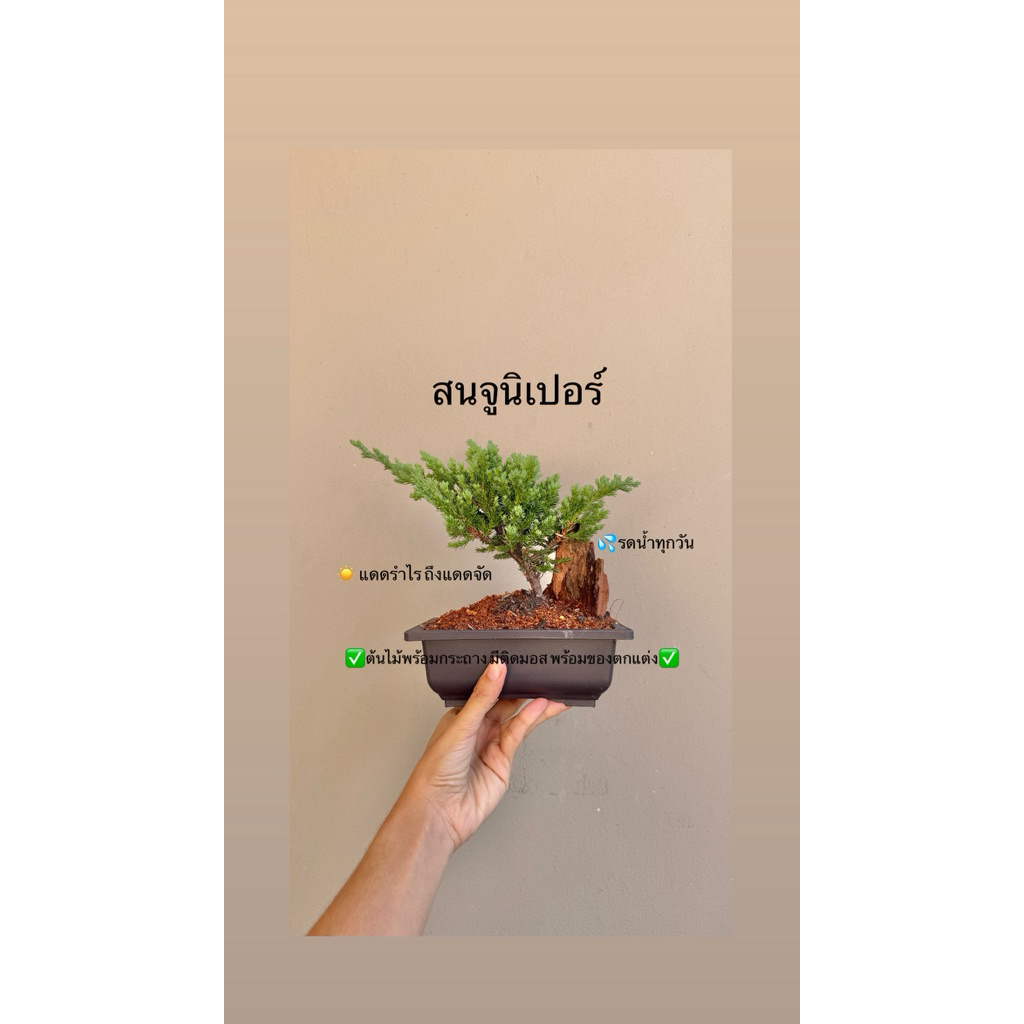 สวนถาดสนจูนิเปอร์ กระถางพลาสติก6*4นิ้ว