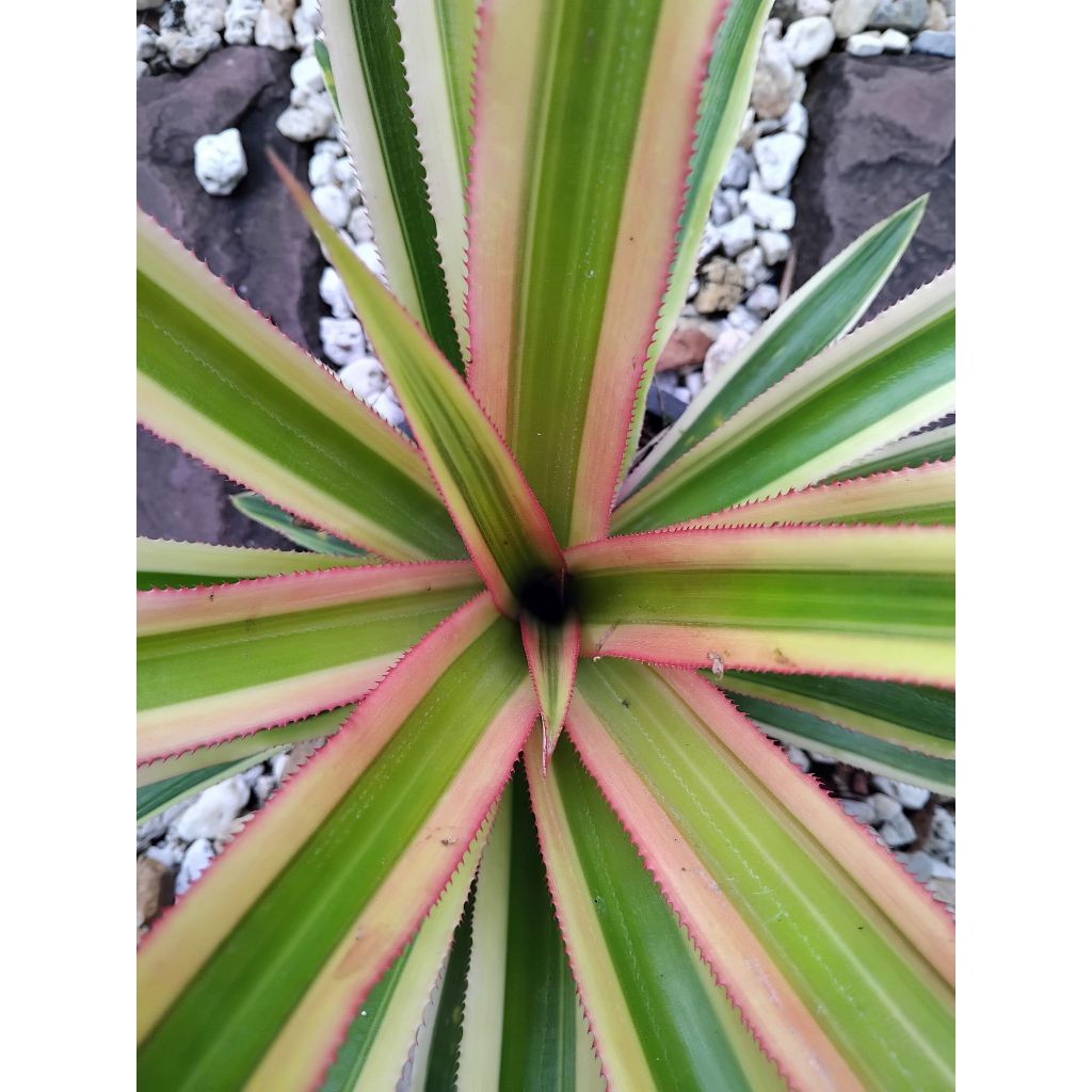 สับปะรดด่างชมพู จุดเด่นอยู่ที่ใบและเปลือกผลที่มีสีชมพู สับปะรดสีสับปะรดด่าง