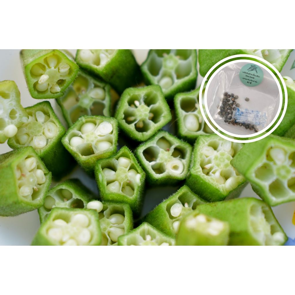 เมล็ดกระเจี๊ยบเขียว Okra seeds