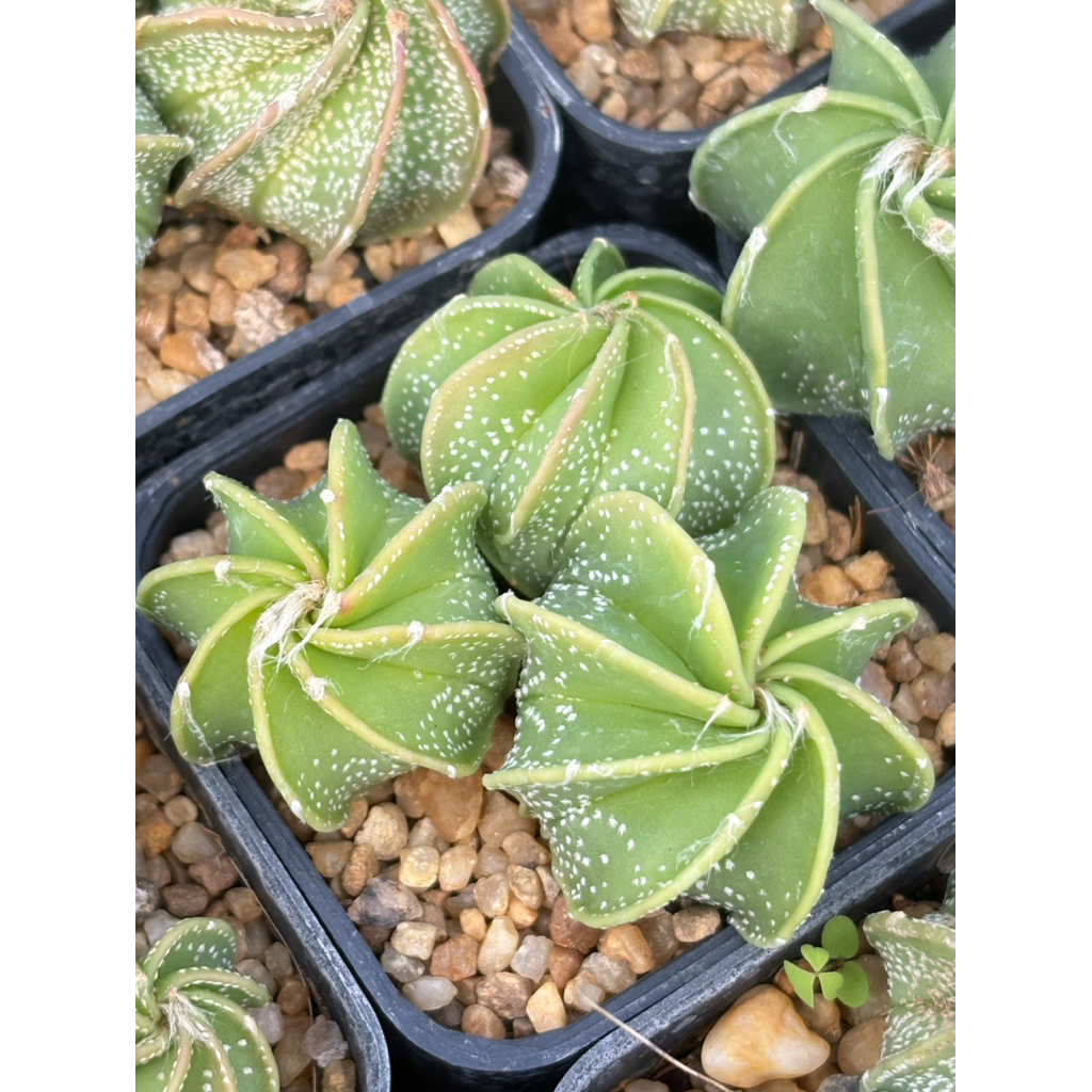 แอสโตรไฟตั้ม แคปริคอร์น (Astrophytum capricorne) กระถาง 3 ต้น ขนาดกระถาง 2 นิ้ว 3 ภาพสุดท้ายเป็นตัวอย่างตอนโต