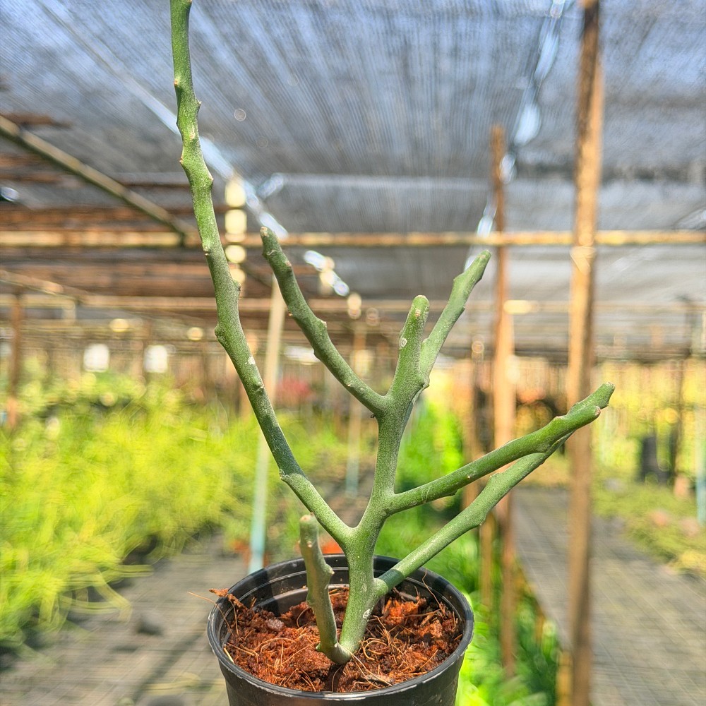 มุมมอง 6