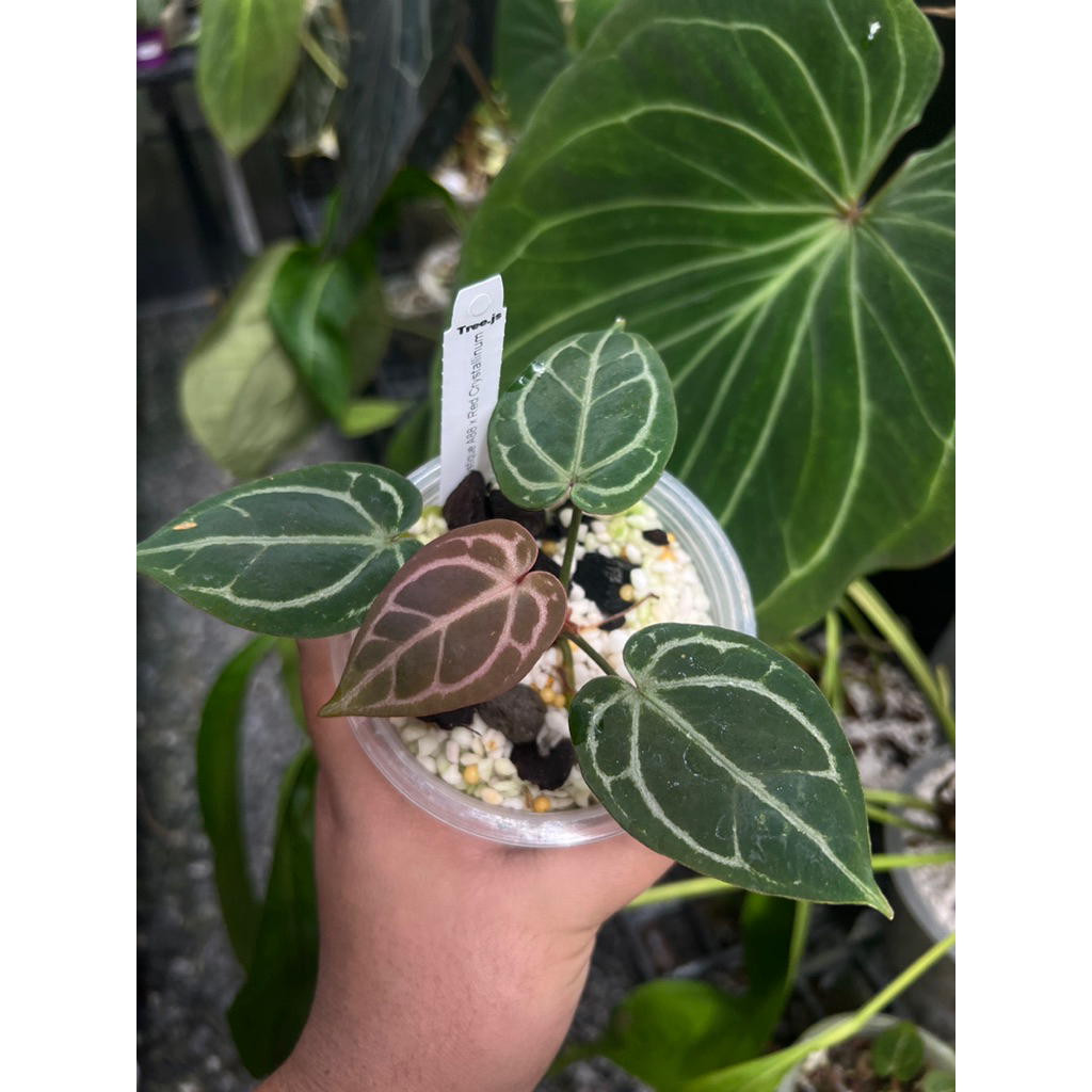 Anthurium (Mystique A88) x Red Crystallinum NSE