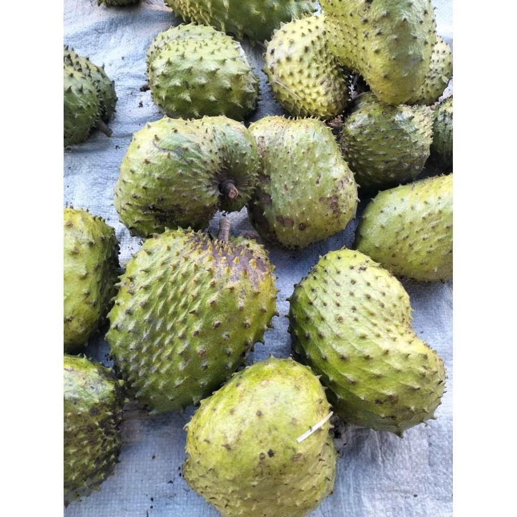 ลูกทุเรียนน้ำ ลูกทุเรียนเทศ ปลอดสารพิษ soursop
