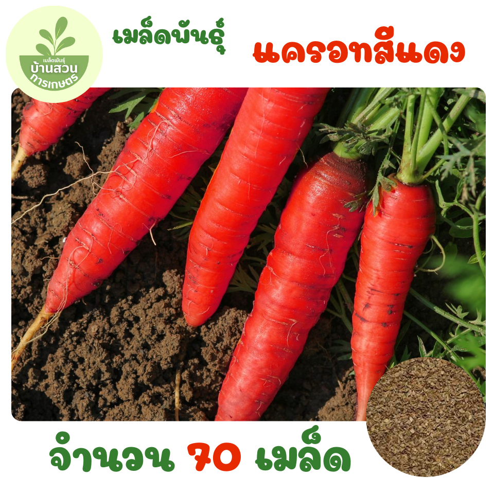 เมล็ดพันธุ์แครอทสีแดง จำนวน 70 เมล็ด