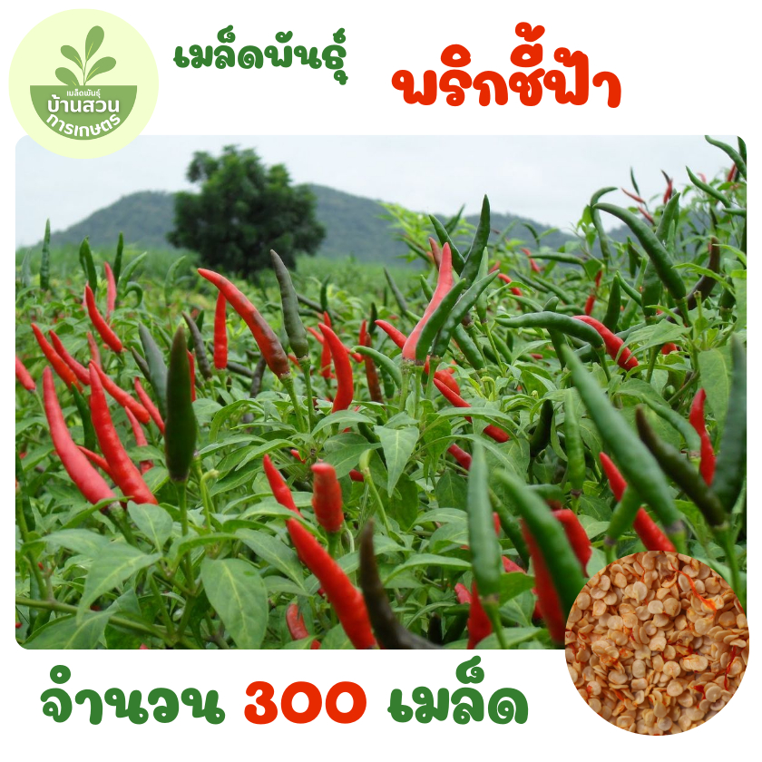 เมล็ดพันธุ์พริกชี้ฟ้า จำนวน 300 เมล็ด