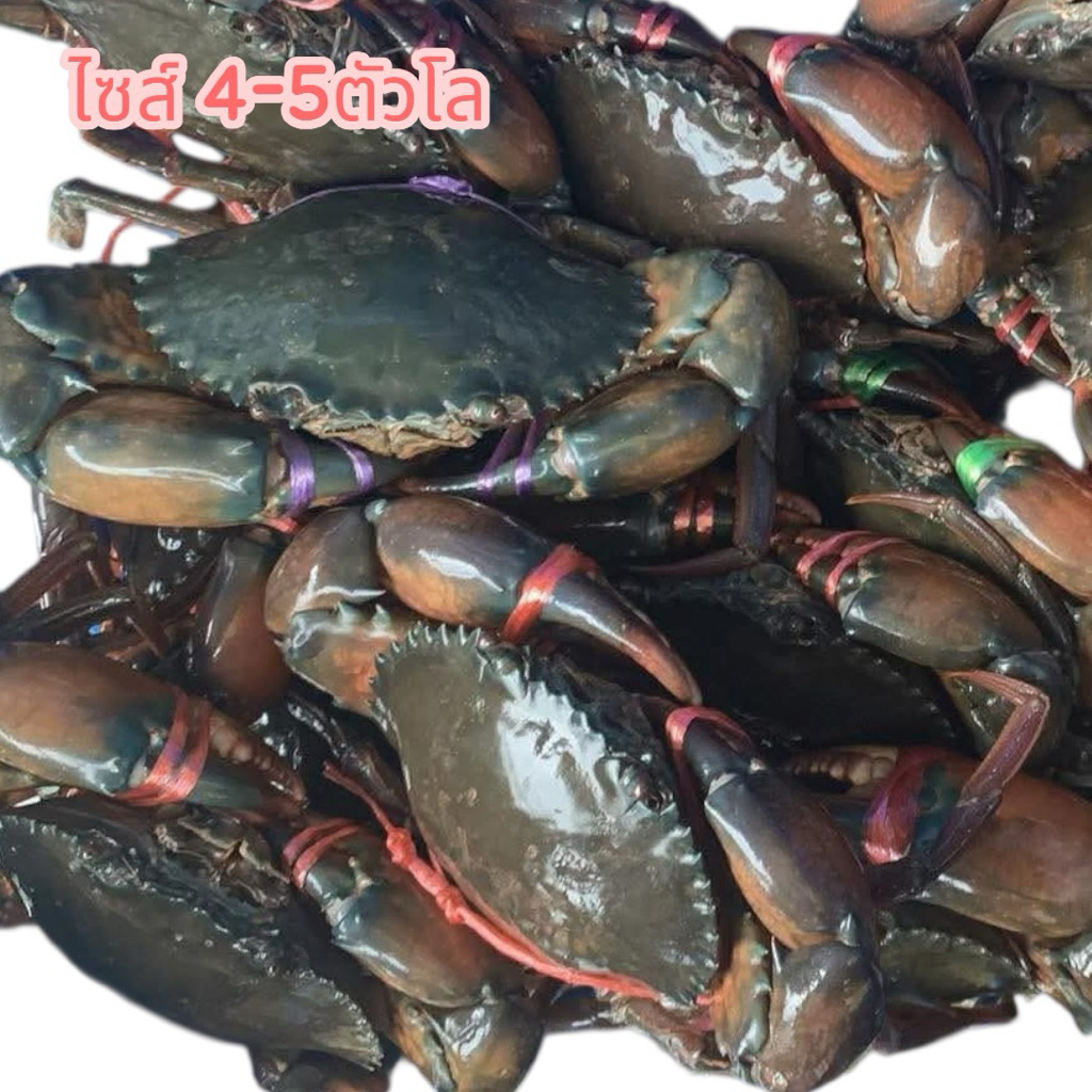 ปูเนื้อ ปูเป็น ไซส์ 4-5 ตัวโล คัดเนื้อแน่นๆ ส่งด่วนใน กทม เท่านั้น