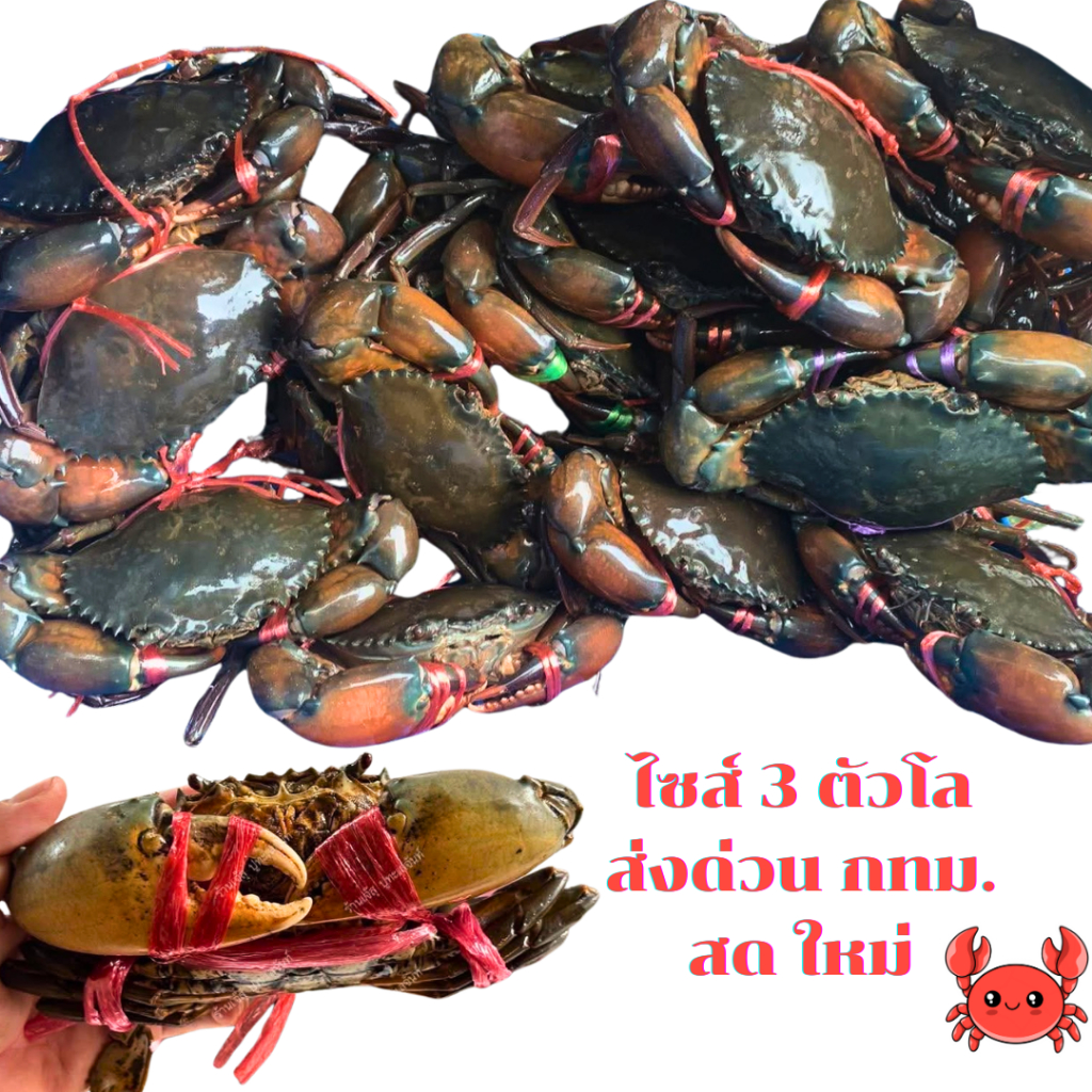 ปูเนื้อ ไซส์ 3 ตัวโล ส่งด่วนใน กทม