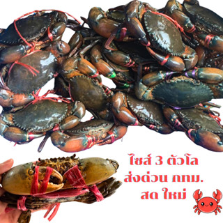 ปูเนื้อ ไซส์ 3 ตัวโล ส่งด่วนใน กทม