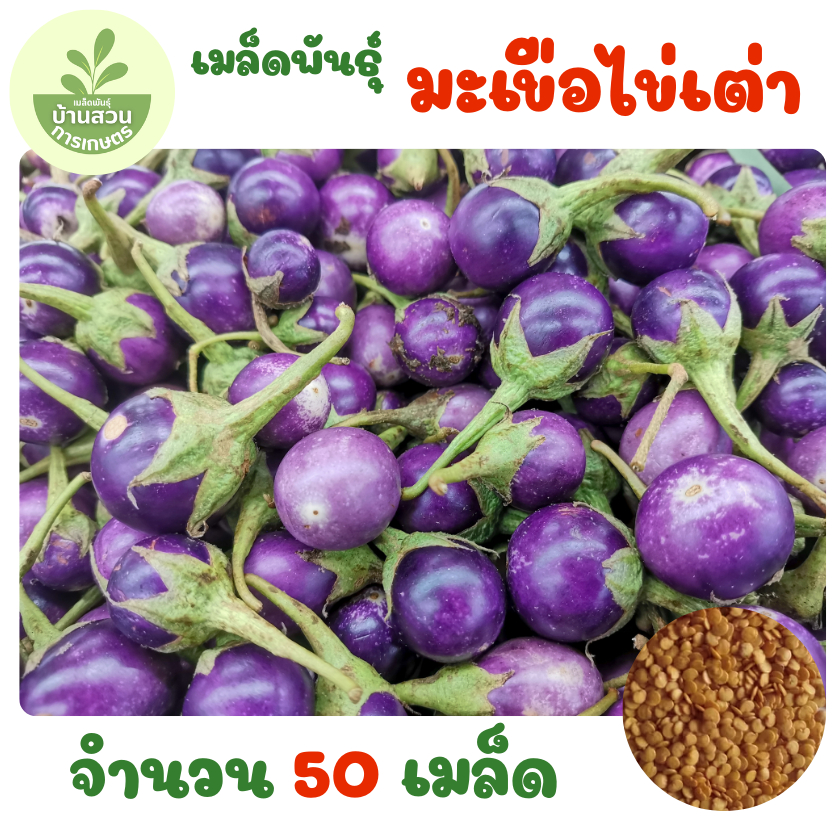 เมล็ดพันธุ์มะเขือไข่เต่า จำนวน 50 เมล็ด