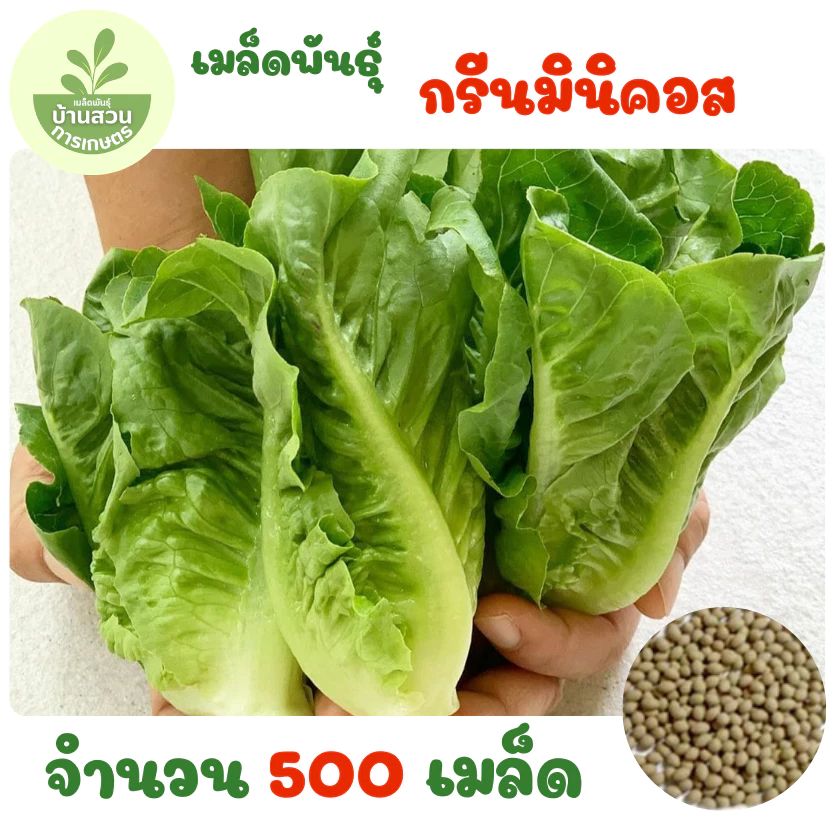 เมล็ดพันธุ์กรีนมินิคอส จำนวน 500 เมล็ด