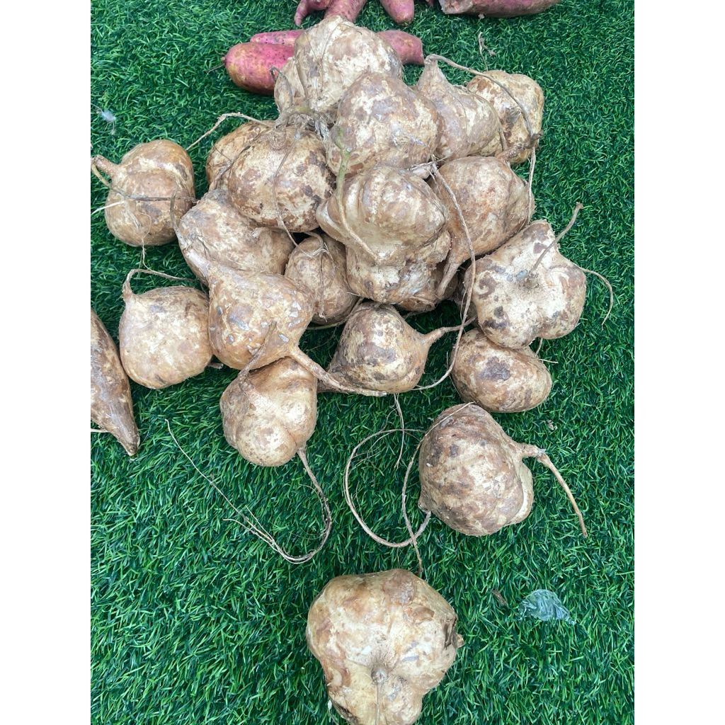 มันแกวJicamaเป็นพืชหัวในตระกูลถั่วที่มีเนื้อสีขาว