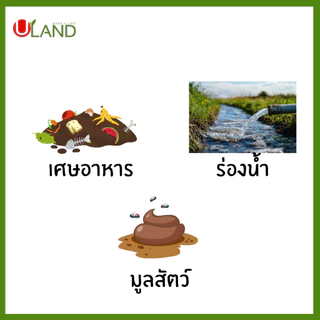 ULAND EM Powder Bio-3 ขนาด 300 กรัม จุลินทรีย์ย่อยสลายอินทรียวัตถุในดิน/เศษพืช/ตอซังข้าว และน้ำธรรมชาติ